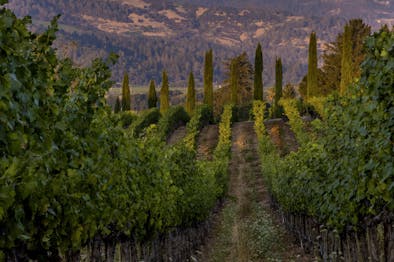 The Best Restaurants In Napa & Sonoma feature image