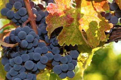 Where To Eat & Drink Wine In St. Helena feature image